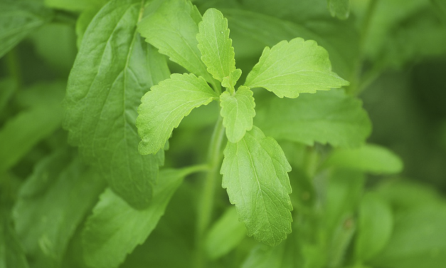 Erythritol vs. Stevia to not break fast for autophagy