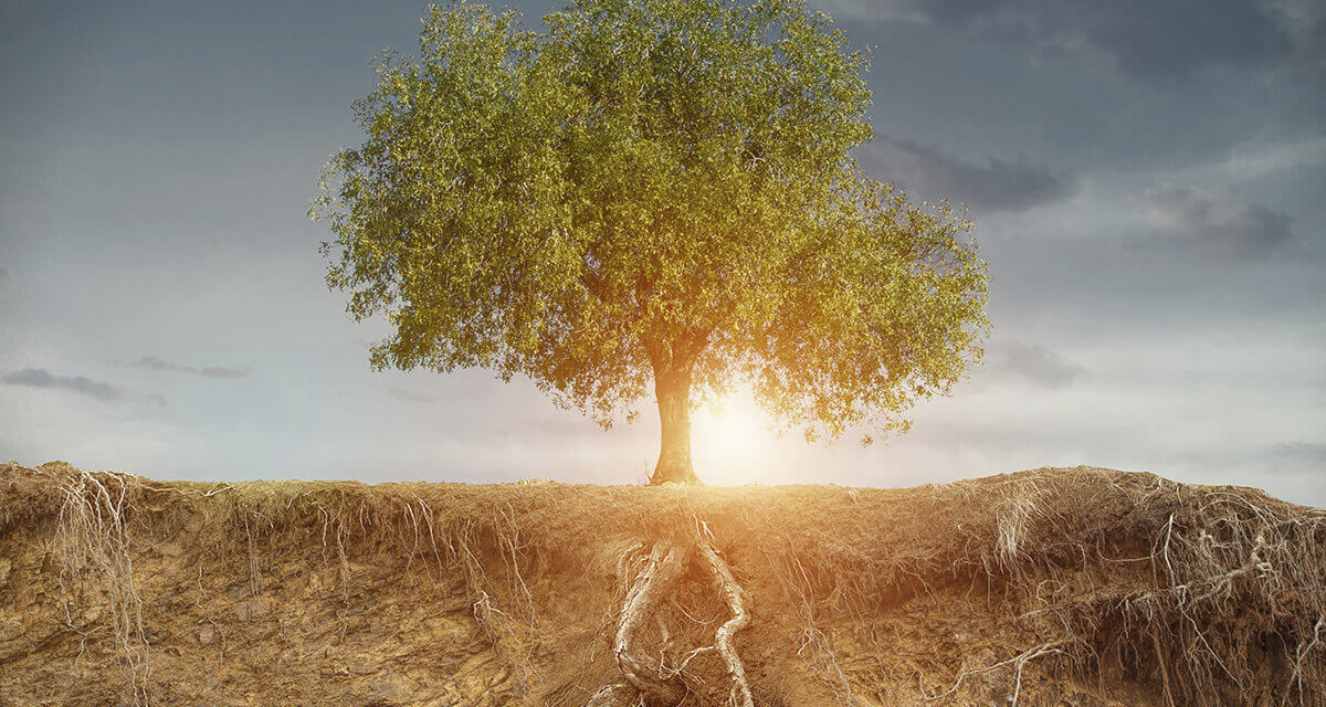 Docuseries: Immune for Life – The Root Causes of Everyday Disease