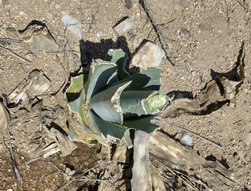 9/3/22:  The cows ate this agave