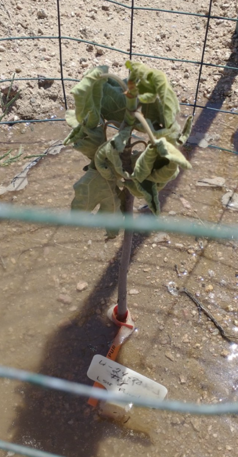 9/3/22 dead fig